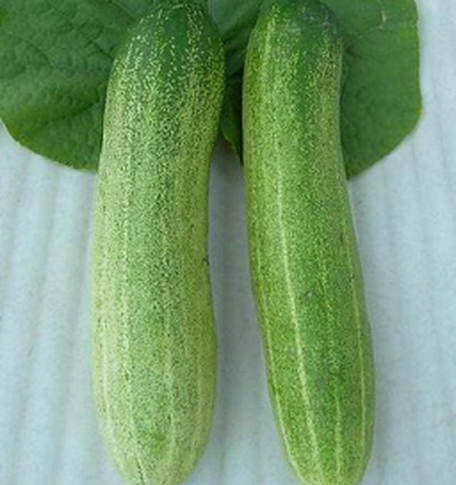 Cucumber Rainy Season — Cucumber seeds, Durga Seed Farm