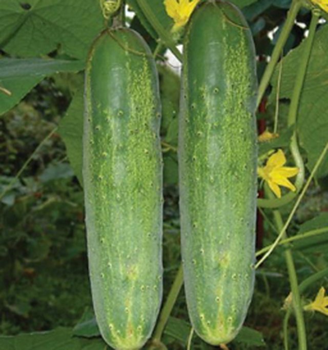Cucumber Summer Green — Cucumber seeds, Durga Seed Farm