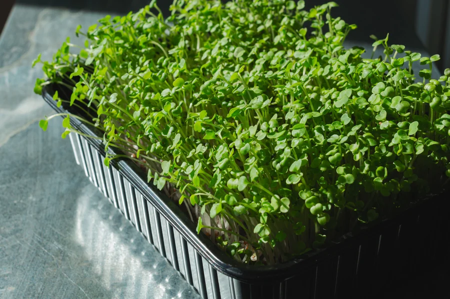 Cauliflower micro greens seeds — Durga Seed Farm