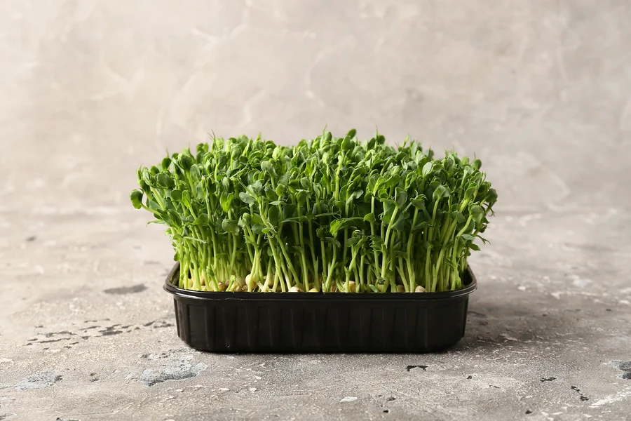 Peas micro greens seeds — Durga Seed Farm