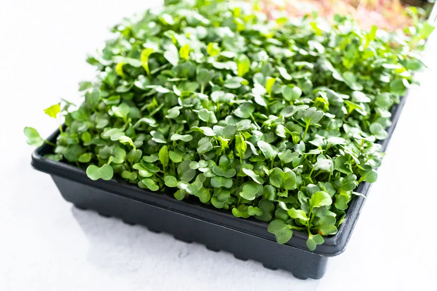 Radish micro greens seeds — Durga Seed Farm