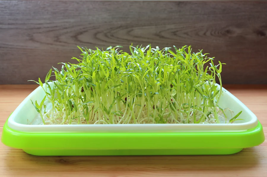 Spinach micro greens seeds — Durga Seed Farm