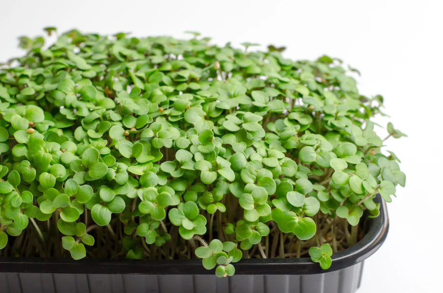 Turnip micro greens seeds — Durga Seed Farm
